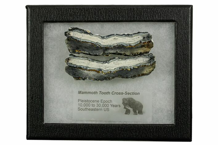 Mammoth Molar Slices With Case - South Carolina #377858